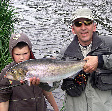 248_Allis Shad_Alosa alosa.jpg 248_Allis Shad_Alosa alosa.jpg